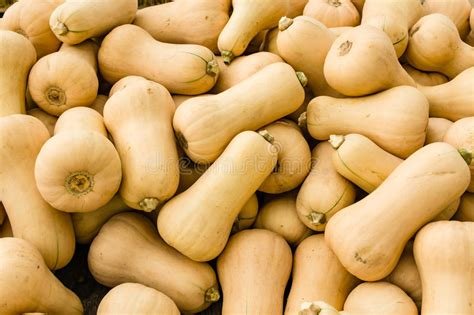 COURGE Butternut - 1,2 kg - 2,90 €/kg -